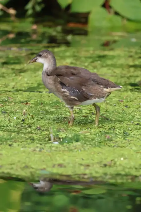 Jeune poule d'eau marchant sur un tapis de lentilles d'eau, photographié pendant une sortie en paddle sur la Seine