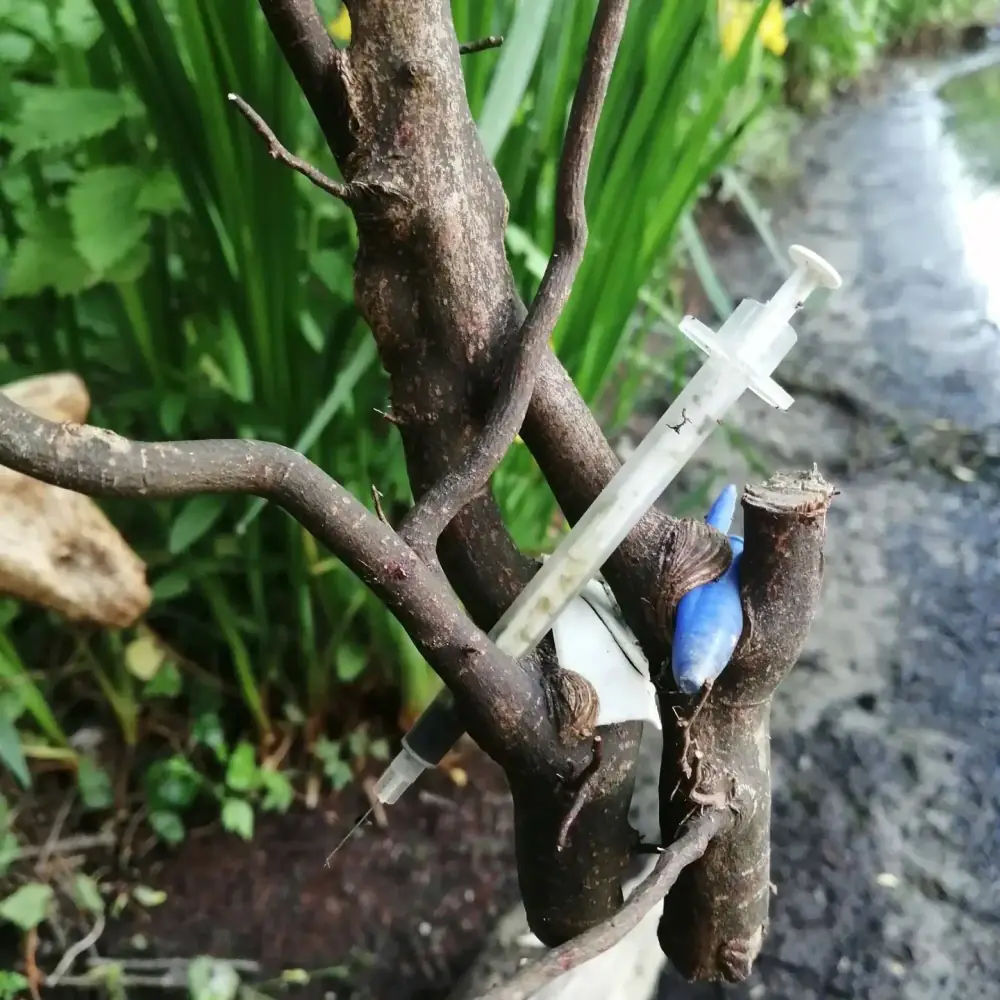 Seringue piégée dans les racines d'un arbre en berge de Seine